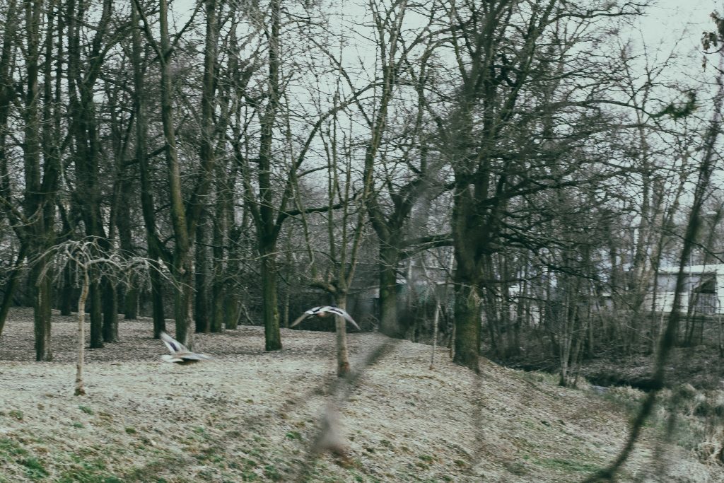 wroclaw-sesja-zdjeciowa-w-plenerze-natura (13)