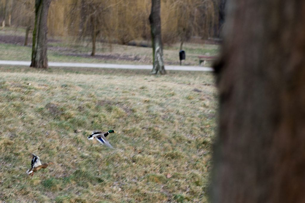 wroclaw-sesja-zdjeciowa-w-plenerze-natura (15)