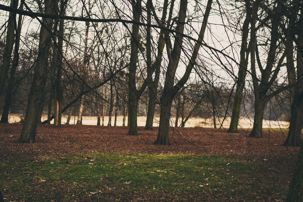 wroclaw-sesja-zdjeciowa-w-plenerze-natura (19)