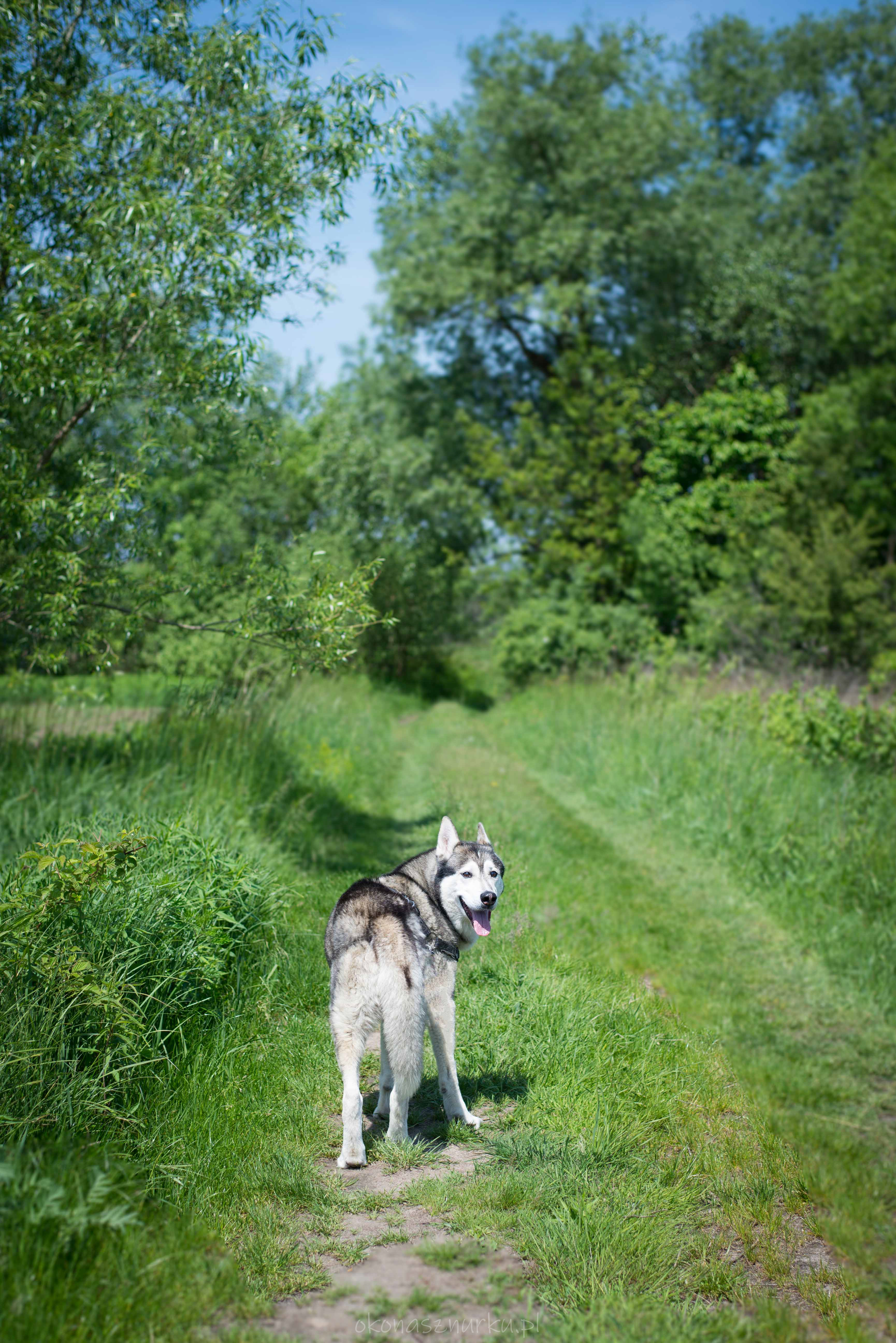 sesja-z-pupilem-okonasznurku (20)