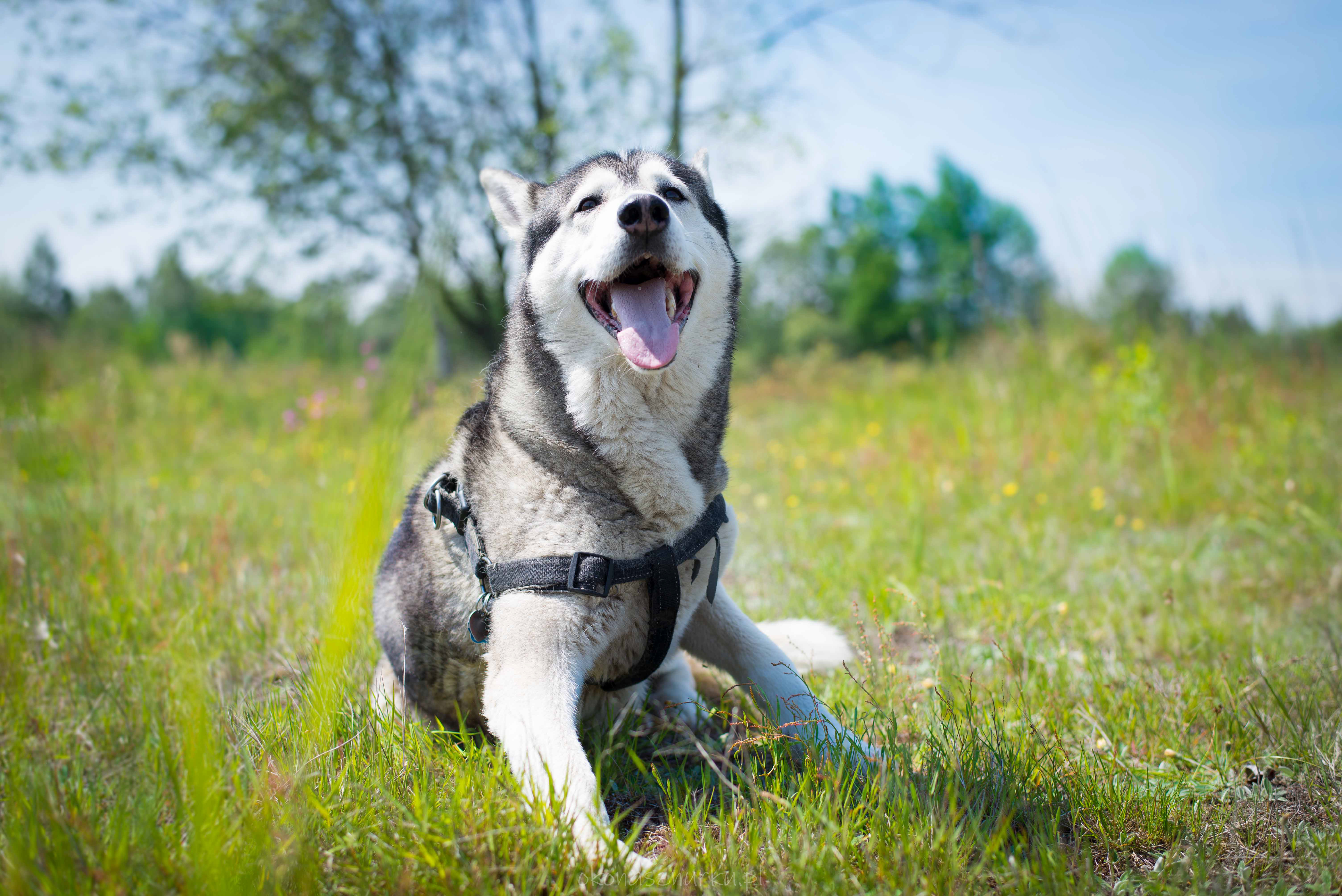 sesja-z-pupilem-okonasznurku (9)