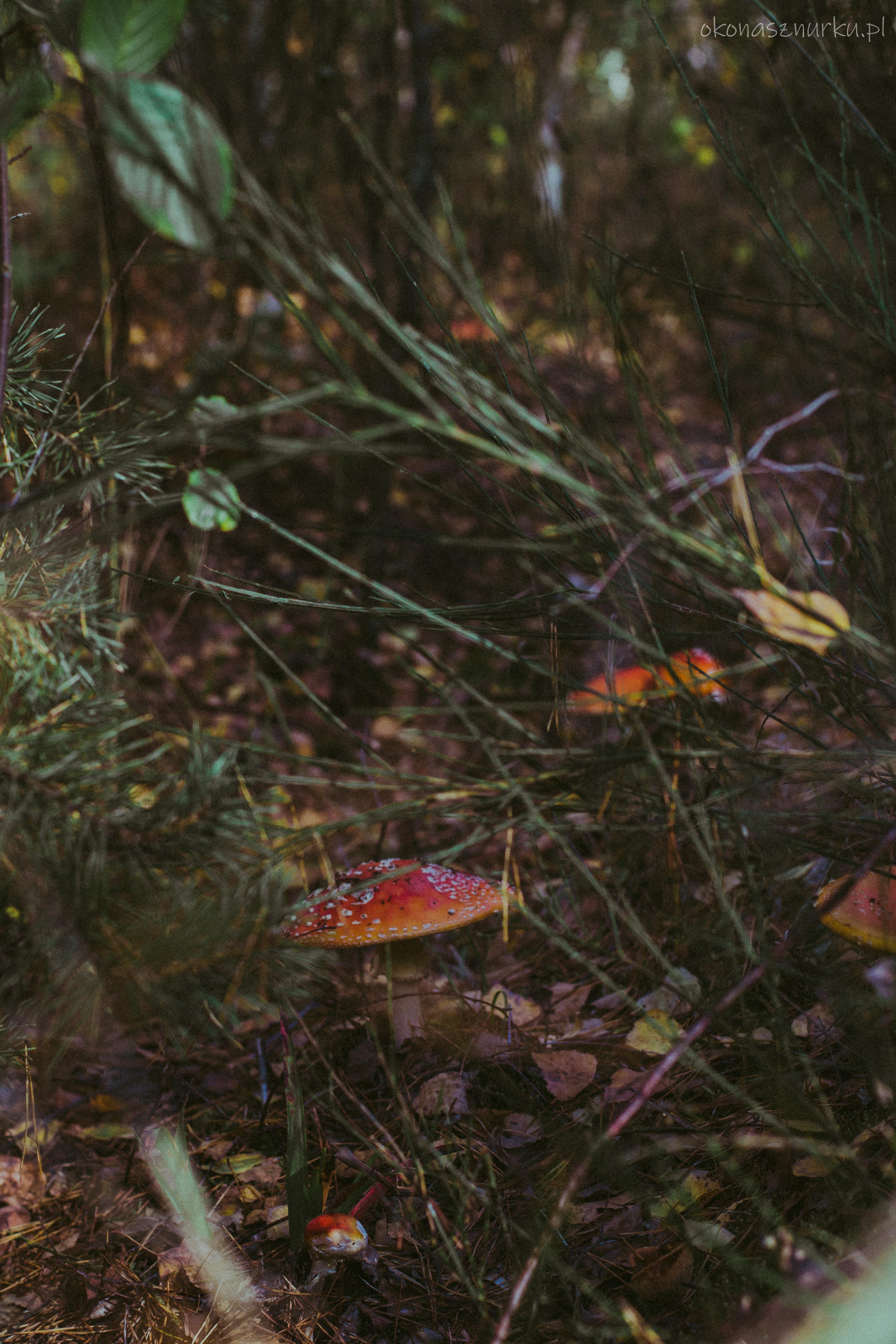 grzybobranie-okonasznurku (13)