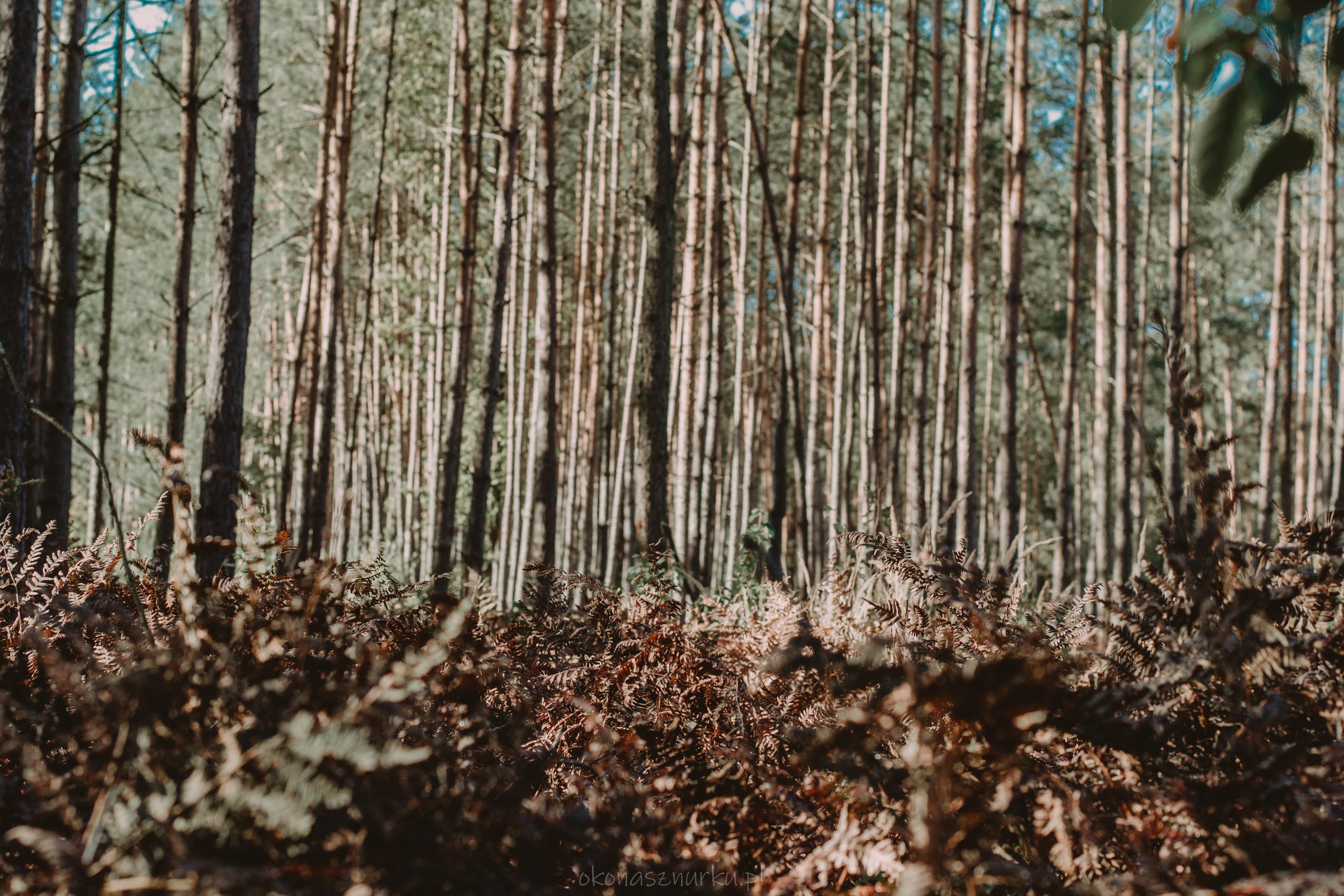 grzybobranie-okonasznurku (17)