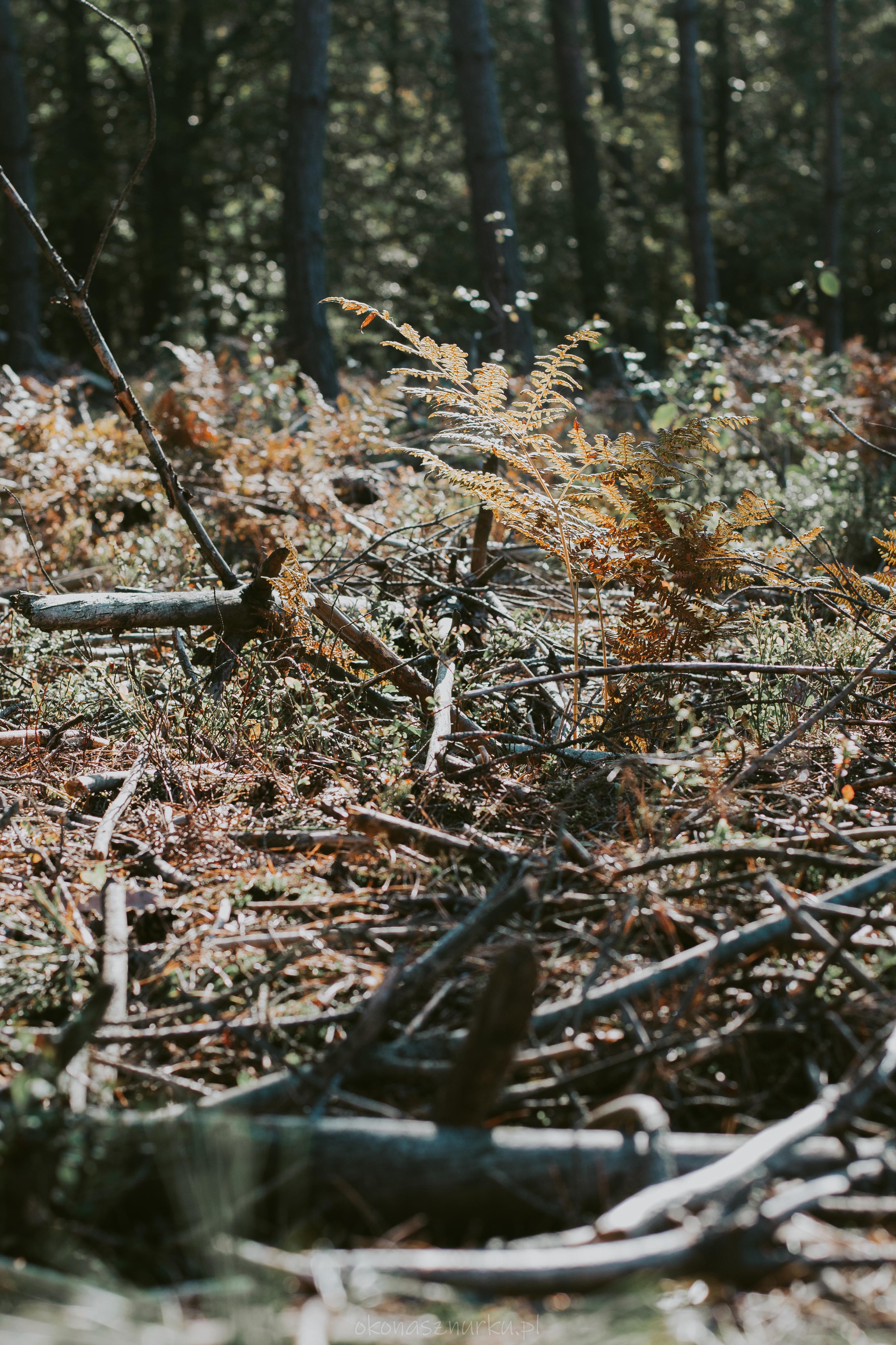 grzybobranie-okonasznurku (18)