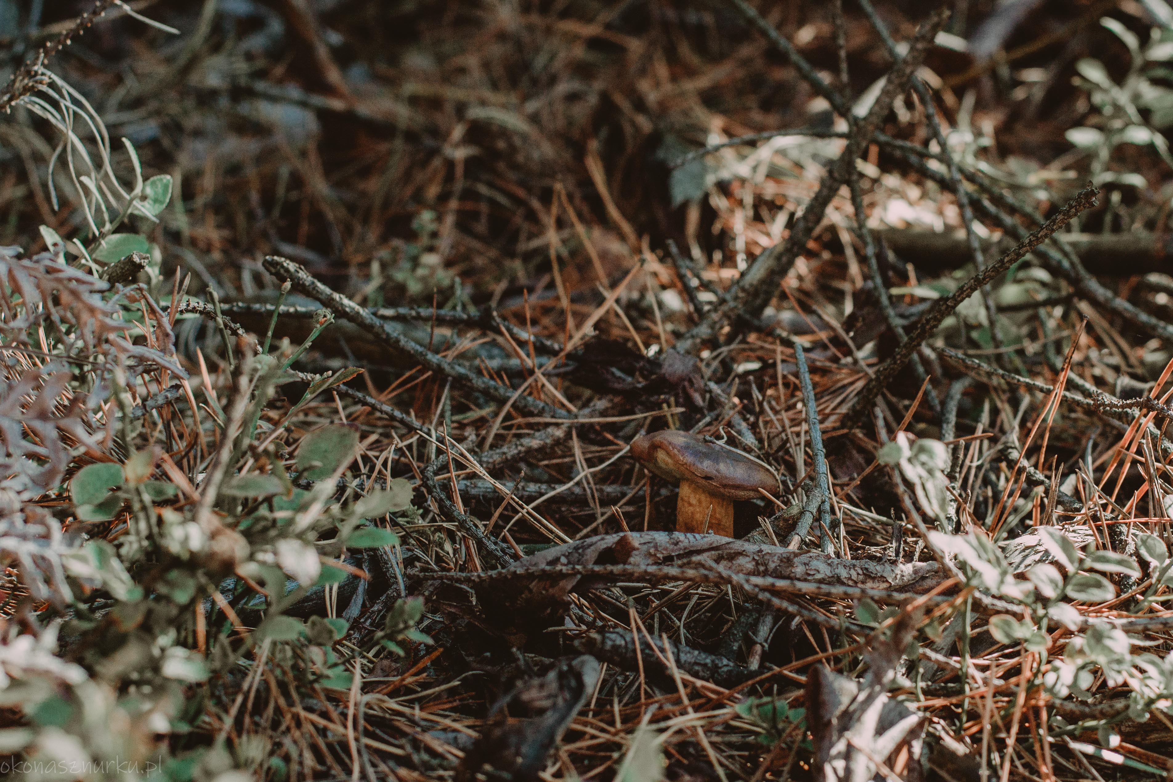 grzybobranie-okonasznurku (19)