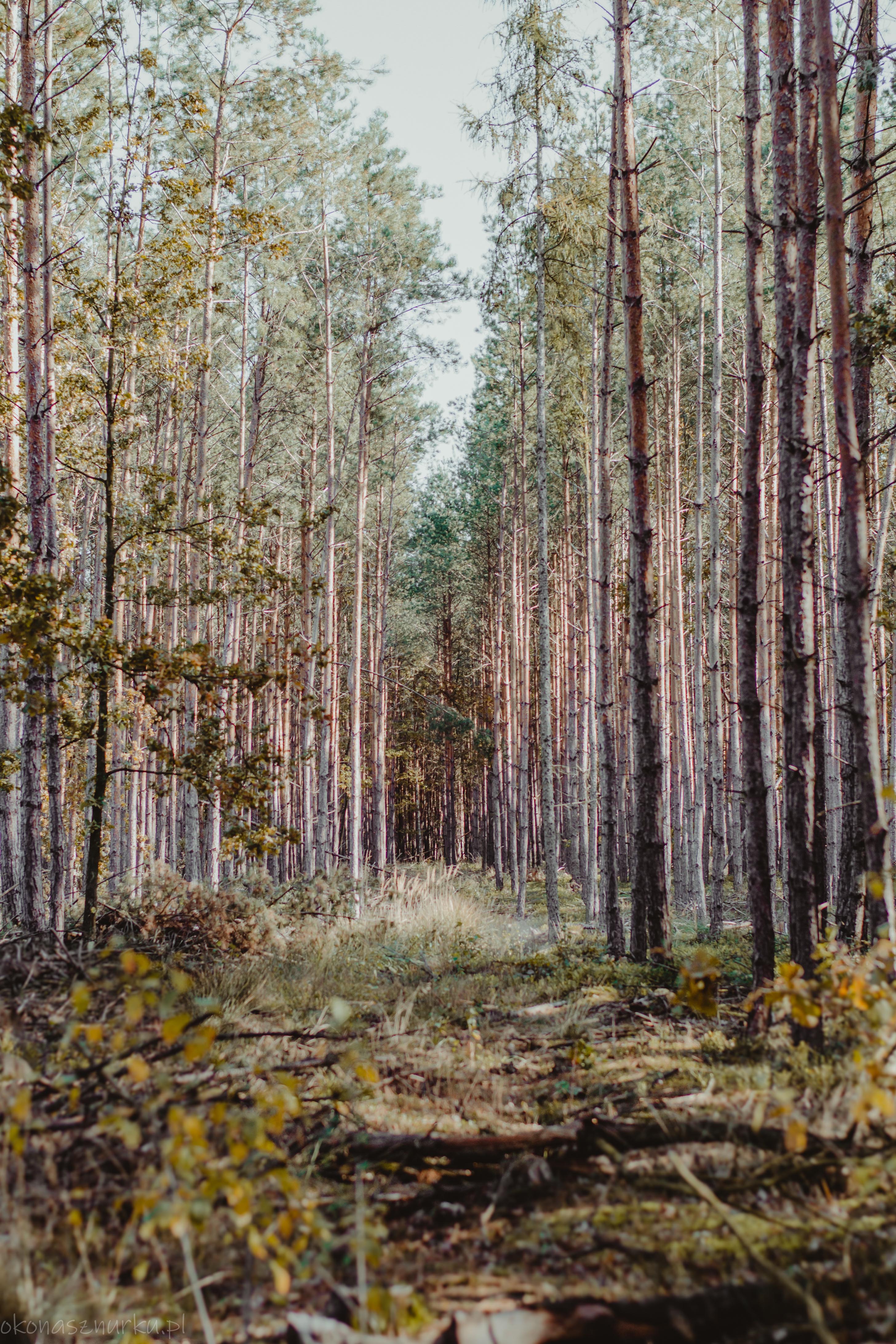 grzybobranie-okonasznurku (2)