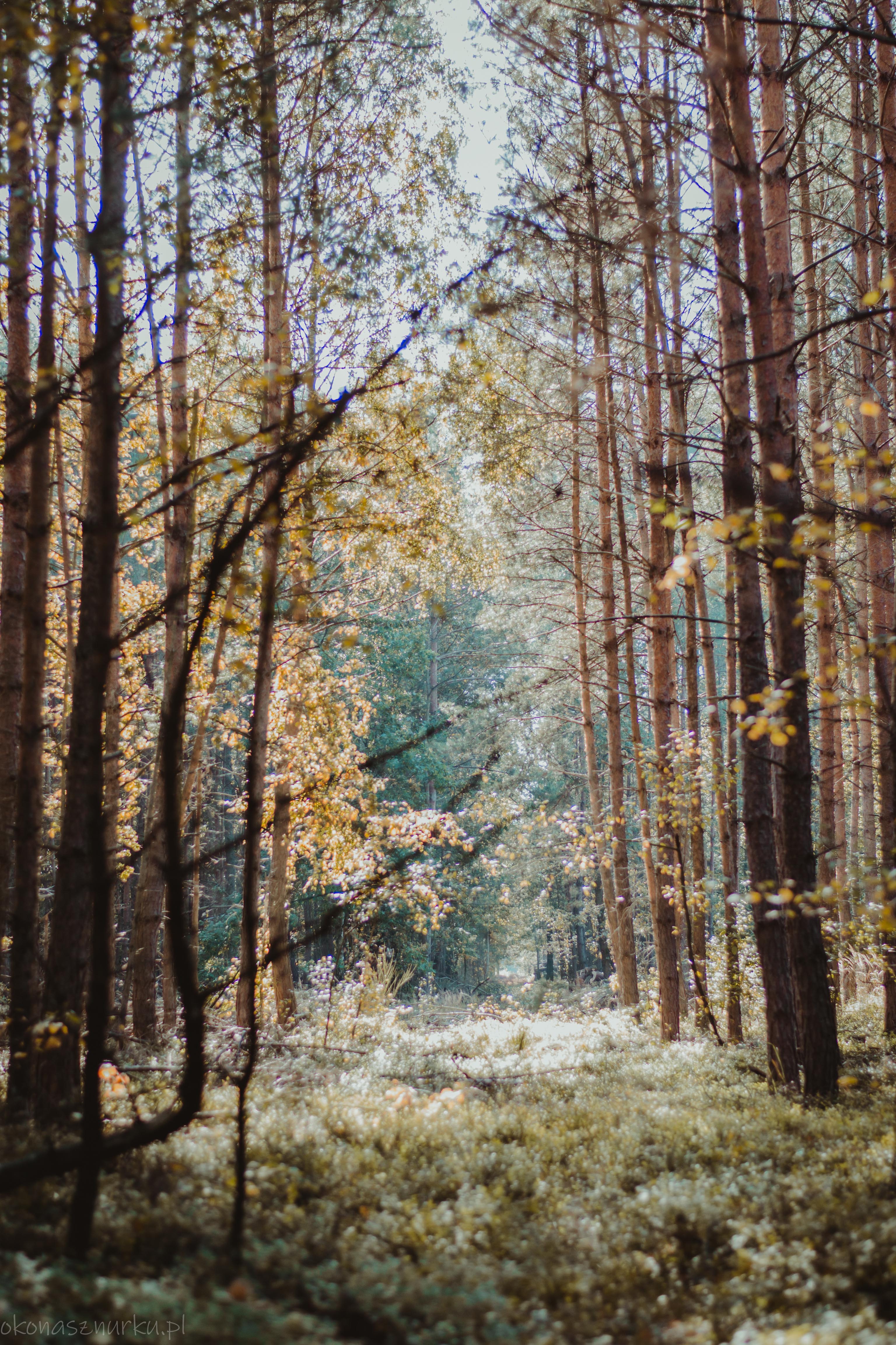 grzybobranie-okonasznurku (24)