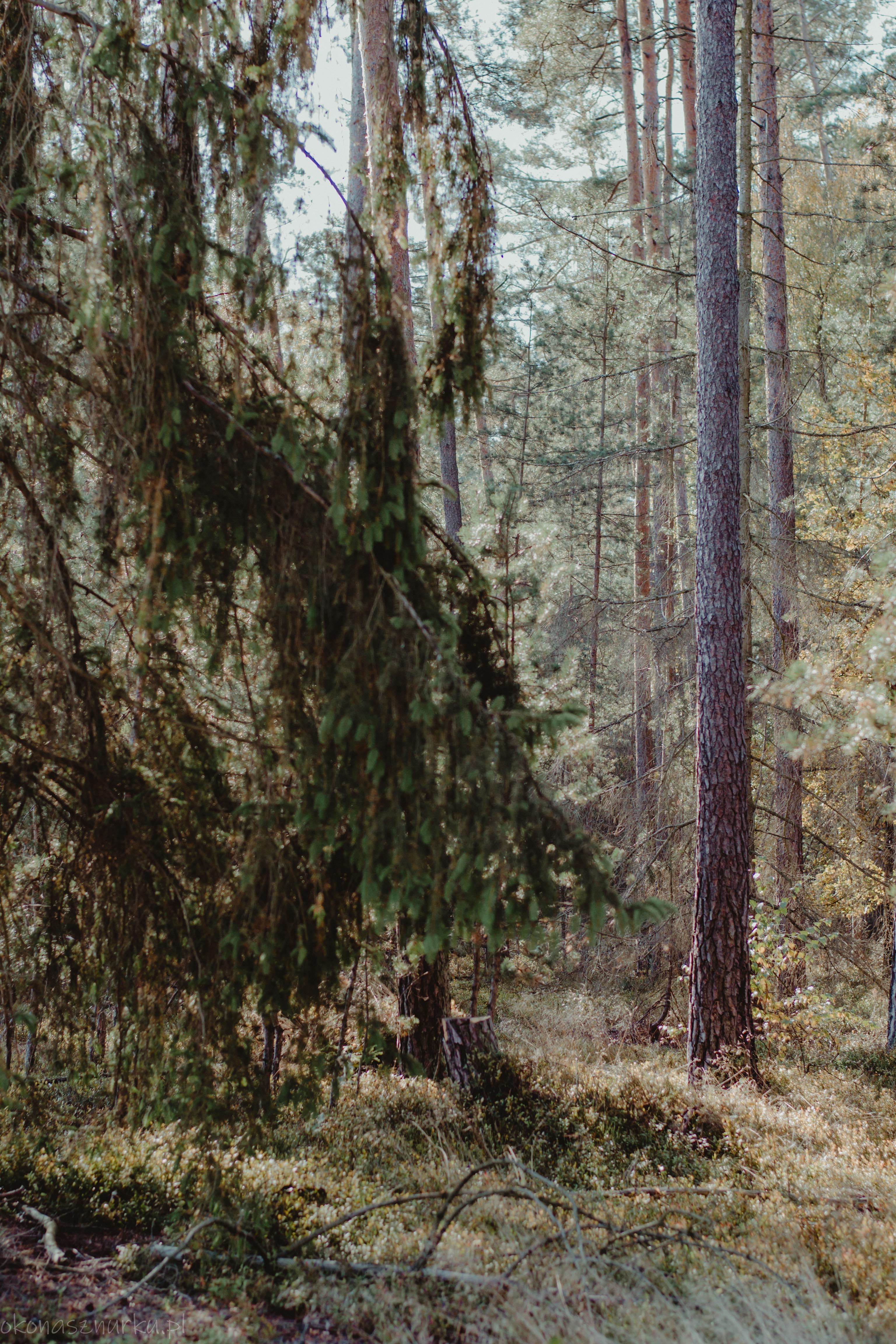 grzybobranie-okonasznurku (29)